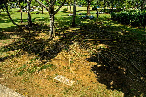 Baumwurzeln, Schatten, Baum, Natur, szenen, Landschaft, keine Leute, Tag, Pflanze, Land, Wachstum, Ruhe, Feld, Baumstamm, Schönheit in der Natur, Kofferraum, grüne Farbe, Sonnenlicht, Gras, Wald, Fußweg, ruhige Szene, draußen, Umgebung, 2K, CC0, gemeinfrei, lizenzfrei