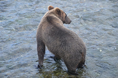 els rierols cauen, suportar, alaska, animal, animals a la natura, fauna animal, temes d'animals, aigua, mamífer, un animal, naturalesa, vertebrats, cap gent, dia, a l'aire lliure, marró, vista d’angle alt, mar, 4K, CC0, domini públic, lliure de regalies