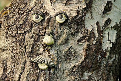 cara, escorça d'arbre, esperit, cara d’arbre, arbre, escorça, esperit d’arbre, esperit forestal, registre, esperit de la natura, divertit, naturalesa, fusta, nodrit, ulls, boca, monstre, cara d’arrel, fantasia, jardí, tancar, figura, figuretes de jardí, bosc, tronc de l'arbre, material de fusta, animal, primer pla, marró, vell, un animal, fauna animal, animals a la natura, temes d'animals, textura, tronc, cap gent, planta, aspre, dia, invertebrat, patró, a l'aire lliure, shell, closca d’animals, papallona - insecte, 4K, CC0, domini públic, lliure de regalies