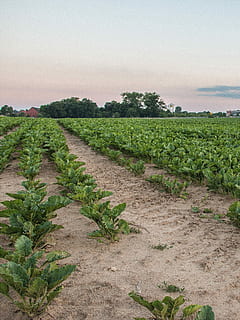 lauke, ariama, kohl, dirbti, Žemdirbystė, kraštovaizdį, pobūdį, žalias, laukai, grūdų, ruduo, kukurūzai, dangus, grūdai, aplinką, augalų, augalai, maisto, serija, rūkas, vasara, kaimo scenoje, ūkis, Maistas ir gėrimai, pasėlių, augimą, ramioje scenoje, žalia spalva, vaizdai - gamta, ramybė, grožis gamtoje, žemės, medis, nėra žmonių, dieną, plantacija, vyno gamyba, 4K, CC0, Viešasis domenas, nemokamai