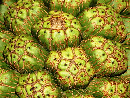 sans titre, fond d'écran, texture, gros, fruit, Frais, gros fruit, aliments, en bonne santé, biologique, végétarien, régime, Naturel, nutrition, vert, vitamine, sucré, juteux, fraîcheur, la nature, savoureux, manger, délicieux, été, légume, jardin, Contexte, arrière-plans, groupe, marché, melon, modèle, rafraîchissement, mûr, rayé, tropical, Nourriture et boisson, alimentation saine, couleur verte, bien-être, plein cadre, personne, fermer, nature morte, grand groupe d'objets, abondance, empiler, à vendre, à l'intérieur, vue grand angle, tentation, la nourriture végétarienne, végétalien, 4K, CC0, domaine public, libre de droits