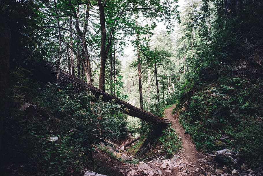 skov sti, Brun, overflade, gyde, træer, natur, skove, kufferter, gøer, træ, græs, planter, stier, veje, Skov, dag, ingen mennesker, scenics, træstamme, udendørs, landskab, skønhed i naturen, plante, jord, ro, vækst, scenics - natur, ikke-urbane scene, rolig scene, bagagerum, fjern, miljø, grøn farve, sti, 5K