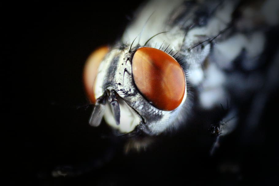 mosques, negre, marró, ull, volar, primer pla, part del cos dels animals, primer pla extrem, animal, temes d'animals, enfocament selectiu, un animal, part del cos humà, macro, insecte, ull d’animals, invertebrat, fons negre, fauna animal, part del cos, ala dels animals, cap d’animals, ampliació, iris - ull, globus ocular, boca d’animals, 4K