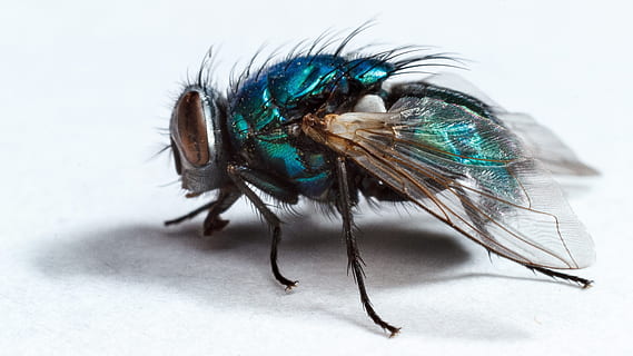 Stubenfliege, fliegen, Insekt, Makro, Insektenmakro, Flügel, Tierthemen, Tier, Studioaufnahme, ein Tier, weißer Hintergrund, Nahansicht, Tierwelt, wirbellos, drinnen, keine Leute, Tierflügel, in voller Länge, Tierkörperteil, Tiere in freier Wildbahn, extreme Nahaufnahme, Natur, Tierhaar, 4K, CC0, gemeinfrei, lizenzfrei