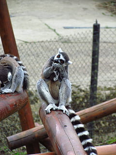 Lemar, słupek, ogród zoologiczny, zwierzę, prymas, małpa, dzikiej przyrody, ssak, Natura, uroczy, posiedzenie, zwierzęta na wolności, lemur, na dworze, zagrożone gatunki, młode zwierzę, zwierzęta i zwierzęta domowe, zwierzęta w niewoli, tematy zwierzęce, dzień, klatka szybowa, zwierzęca przyroda, płot, kręgowiec, granica, bariera, metal, skupić się na pierwszym planie, grupa zwierząt, żadnych ludzi, rodzina zwierząt, 4K, CC0, domena publiczna, darmowe zdjęcia