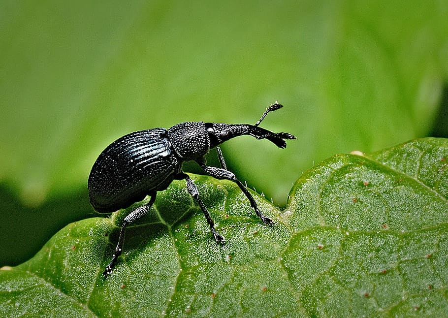 nærbillede foto, sort, billen, grøn, blad, billebenet, makro, insekt, have, bille, plante, tæt på, zoom, snude, dyre temaer, dyr, dyr i naturen, dyreliv, plante del, grøn farve, hvirvelløse, et dyr, ingen mennesker, natur, dag, sort farve, fokus på forgrunden, udendørs, vækst, 2K