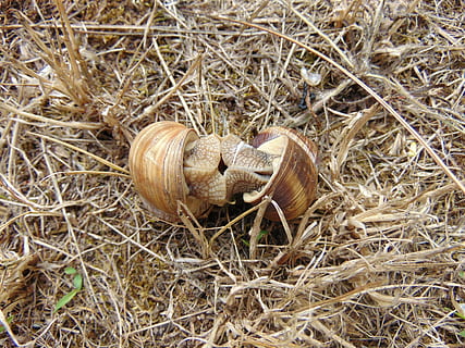 etanat, pariutumisen, ruoho, korkea kulma, maa, päivä, kasvi, ei ihmisiä, luonto, lähikuva, ala, eläin, eläinten villieläimet, mollusk, kuori, kotilo, eläinten teemoja, eläimen kuori, ulkona, selkärangaton, eläimiä, kierre-, 5K, CC0, public domain, rojaltivapaa