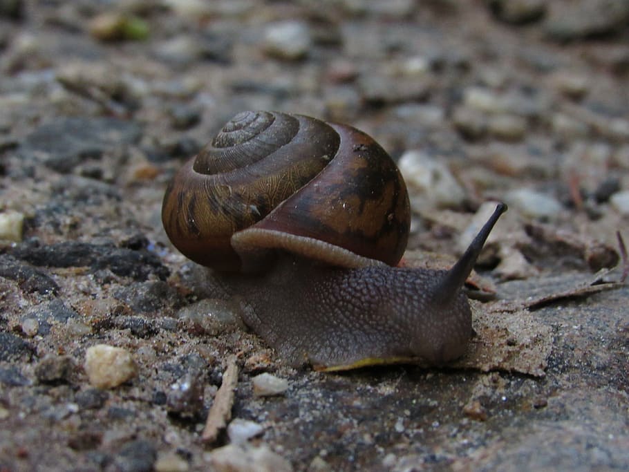 hlemýžď, Země, Příroda, shell, přírodní, zvíře, život, hnědý, spirála, půda, životního prostředí, měkkýš, venku, slimák, zpomalit, textura, přistát, bezobratlý, ekologie, svět, les, mrtvý, ekosystému, životní prostředí, letní, přízemní, vzor, sliznatý, plazení, plži, zvířecí shell, volně žijících živočichů, detail, zvířat, jednoho zvířete, zvířata ve volné přírodě, zvířecí anténa, nikdo, část těla zvířete, selektivní zaměření, den, pevný, nuda, povrchu, 4K