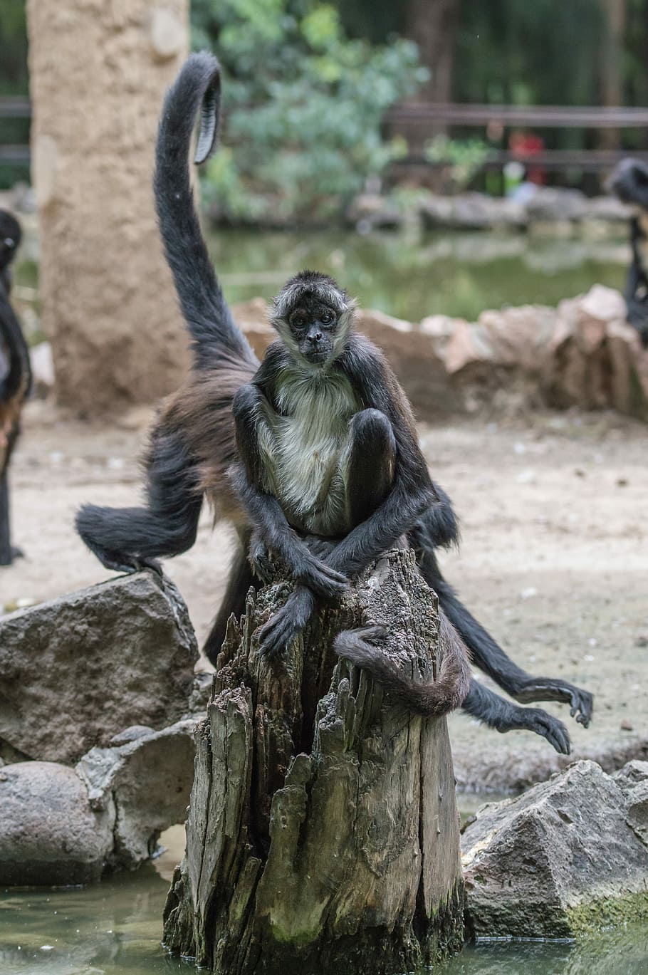 primate, seduta, roccia, scimmia, pelliccia, albero, tronco d'albero, acqua, natura, mente, pace, calma, cal, meditazione, meditare, occhio, vista, fauna selvatica, animali allo stato selvatico, vertebrato, mammifero, un animale, concentrarsi sulle conoscenze acquisite, zoo, giorno, nessuno, animali in cattività, zoologia, 5K