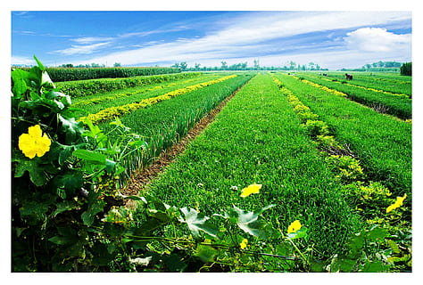 bucòlic, verd, primavera, verd, primavera, agricultura, camp, granja, cultiu, escena rural, vinya, paisatge, creixement, terra, planta, color verd, medi ambient, naturalesa, bellesa a la natura, transferir impressió, cel, núvol - cel, escenics - natura, filtre de producció automàtica, tranquil·litat, escena tranquil·la, cap gent, a l'aire lliure, elaboració de vins, plantació, 2K, CC0, domini públic, lliure de regalies