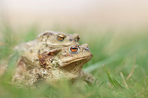 Paarung, Frosch, Kröte, Natur, Liebe, Grün, Tiere, detailliert, Frühling, Paar, Amphibie, Tier, Tierwelt, grüne Farbe, Nahansicht, Tierthemen, Tiere in freier Wildbahn, Gras, ein Tier, Wirbeltier, selektiver Fokus, Pflanze, keine Leute, Reptil, Tag, Porträt, Tierkopf, Tierkörperteil, draußen, Fokus auf den Vordergrund, 5K, CC0, gemeinfrei, lizenzfrei