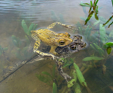 κερκοπίθηκος, bufo, φρύνος, με κορωνίδα, rican, puerto, βάτραχος, αμφίβια, ερπετά, των ζώων, πανίδα, νερό, άγριας ζωής των ζώων, ζώα στη φύση, ζώο, ζωικά θέματα, σπονδυλωτό, λίμνη, ένα ζώο, αμφίβιο, κολύμπι, φύση, χωρίς κόσμο, έρπων, υψηλή γωνία θέασης, ημέρα, αντανάκλαση, θαλάσσια, κεφάλι ζώων, ρηχός, 2K, CC0, δημόσιος τομέαςα, χωρίς δικαιώματαe