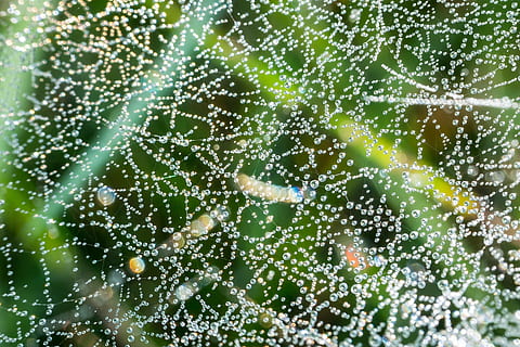 spindelvæv, dryppe, dug, dugdråbe, spektrum, brydning, reflekser, beaded, dråbe vand, vand, netværk, mystisk, magiske, struktur, efterår, dråbe, edderkoppespind, våd, skrøbelighed, plante, sårbarhed, ingen mennesker, tæt på, natur, skønhed i naturen, dag, selektiv fokusering, friskhed, fokus på forgrunden, udendørs, naturligt mønster, grøn farve, fuld ramme, kompleksitet, web, regn, regndråbe, renhed, 2K, CC0, offentligt domæne, royaltyfrie