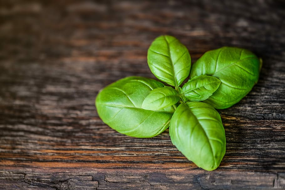 grøn, planteblad, træ-, overflade, basilikum, blad, urt, mad, frisk, ingrediens, sund og rask, urte, krydderi, organisk, aromatisk, rå, basilicum, naturlig, grøn farve, plante del, mad og drikke, velvære, træ - materiale, friskhed, sund kost, tæt på, indendørs, stilleben, ingen mennesker, natur, bord, plante, direkte over, høj vinkel visning, blade, 4K