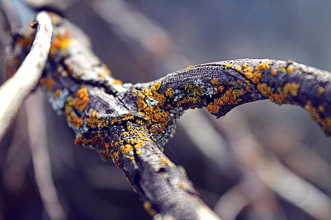 superficial, fotografía de enfoque, negro, el maletero, fotografía macro, amarillo, naranja, musgo, árbol, inesperado, pops, color, palo, naturaleza, de cerca, rama, al aire libre, nadie, macro, invierno, fauna animal, reptil, un animal, animales en la naturaleza, temas de animales, centrarse en primer plano, animal, día, enfoque selectivo, planta, vertebrado, insecto, invertebrado, liquen, 4K, CC0, dominio público, libre de derechos