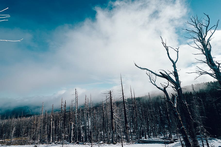 fotografia de paisatge, negre, marró, arbres, nua, arbre, voltant, neu, durant el dia, bosc, boscos, hivern, fred, naturalesa, cel, núvols, arbre nu, núvol - cel, temperatura de fred, paisatge, dia, planta, bellesa a la natura, tranquil·litat, escenics - natura, escena no urbana, escena tranquil·la, cap gent, medi ambient, terra, a l'aire lliure, planta morta, 1080P