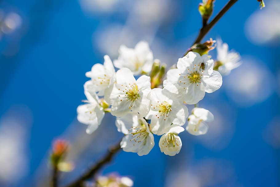 selektiv, fokus fotografering, hvit, blomst, kirsebær, vår, vakker, kirsebær, vår, blå, himmel, gren, tre, blomstre, natur, blomstringen, petal, sakura, årstid, naturlig, hage, fersk, blomstrende, april, friskhet, anlegg, hagearbeid, grønn, våren, botanikk, floral, myk, mars, nærbilde, utendørs, kirsebærblomst, skjønnhet i naturen, makro, blomsterhodet, dag, ingen folk, fargebilde, knopp, vekst, hvit farge, skjørhet, blomstrende plante, sårbarhet, inflorescence, fokusere på forgrunnen, selektiv fokusering, pollen, kirsebærtre, 5K