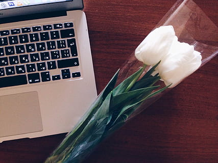 white, tulips, silver macbook, macbook, laptop, computer, technology, business, desk, flowers, spring, table, indoors, flower, no people, flowering plant, high angle view, close-up, paper, freshness, still life, plant, communication, wood - material, wireless technology, white color, keyboard, flower head, 1080P, CC0, public domain, royalty free