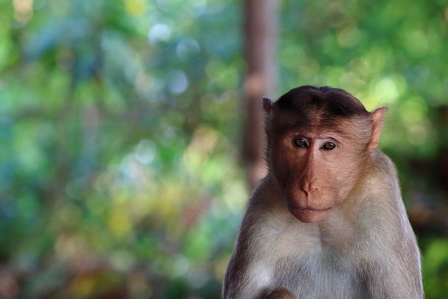 Affe, starren, Natur, Gesicht, Porträt, suchen, jung, Säugetier, Tierthemen, Primas, Tier, ein Tier, Tierwelt, Fokus auf den Vordergrund, Wald, Tiere in freier Wildbahn, Wirbeltier, Tag, Kamera betrachten, Baum, Land, keine Leute, Nahansicht, Betrachtung, Tierkopf, Tierauge, 5K