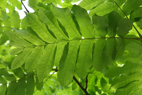 blad, grønn, blad fronds, baklys, bladribber, pterocarya fraxinifolia, løvtrær, vingemutter, valnøttavling, valnøttfamilien, vingenøtt, makro, Lukk, plante del, grønn farge, anlegg, vekst, nærbilde, full ramme, skjønnhet i naturen, natur, ingen folk, bakgrunn, dag, friskhet, sollys, utendørs, blader, ro, selektiv fokusering, bladvein, løvverk, 5K, CC0, offentlig domene, opphavsrett gratis
