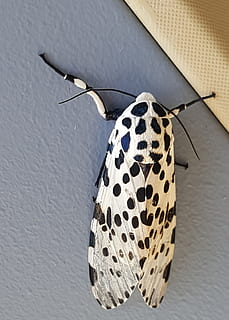 leopardmølle, insekt, sort hvid, sort, hvid, fik øje på, leopard, vinge, makro, et dyr, dag, ingen mennesker, tæt på, dyre temaer, mønster, dyr, dyreliv, dyr i naturen, indendørs, høj vinkel visning, hvid farve, murbygningsfunktion, dyr markeringer, sort farve, stilleben, tekstil, hvirveldyr, 2K, CC0, offentligt domæne, royaltyfrie