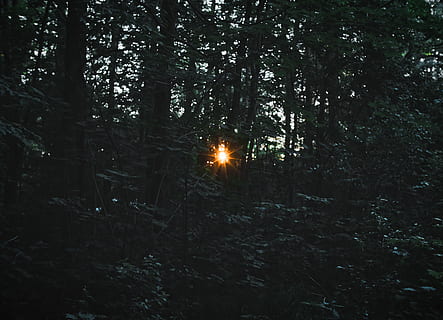 closeup, photo, green, leafed, trees, forest, sunlight, passing, passing through, sun, nature, night, tree, outdoors, dark, plant, land, tranquility, growth, no people, beauty in nature, woodland, tranquil scene, non-urban scene, sky, branch, scenics - nature, day, lens flare, streaming, 4K, CC0, public domain, royalty free