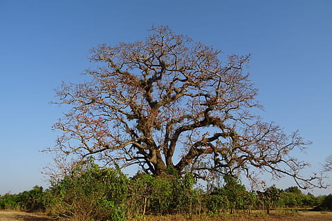Tree, Old, Heritage, Flower, shimul, bombax ceiba, cotton tree, red silk-cotton, red cotton tree, silk-cotton, kapok, ceiba pentandra, bombacaceae, bhimgadh, karnataka, india, day, outdoors, nature, sky, landscape, plant, blue, beauty in nature, environment, clear sky, scenics - nature, no people, land, tranquility, tranquil scene, growth, non-urban scene, field, grass, semi-arid, arid climate, 2K, CC0, public domain, royalty free