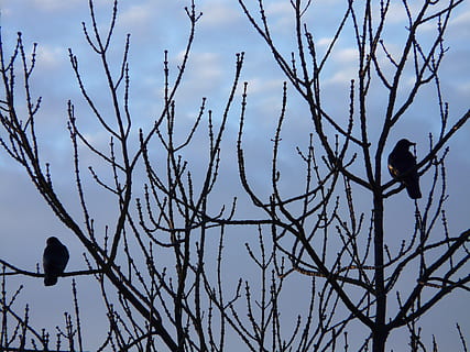 tree, birds, rest, branches, sky, evening, blackbird, bird, animal themes, branch, animal, animals in the wild, animal wildlife, bare tree, vertebrate, one animal, perching, plant, nature, low angle view, no people, day, outdoors, silhouette, 2K, CC0, public domain, royalty free