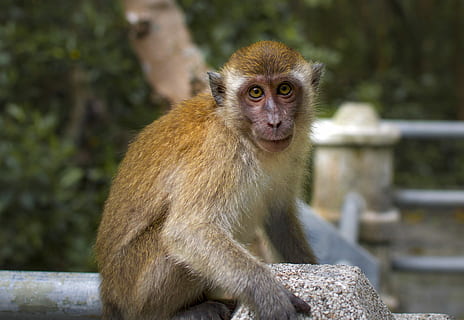 mico, primat, vida salvatge, macaque, animal, jungla, salvatge, mamífer, tropical, naturalesa, fauna animal, un animal, animals a la natura, mirant la càmera, vertebrats, retrat, centrar-se en primer pla, assegut, gent, cabell, pèl d’animals, dia, primer pla, mirant, a l'aire lliure, 2K, CC0, domini públic, lliure de regalies