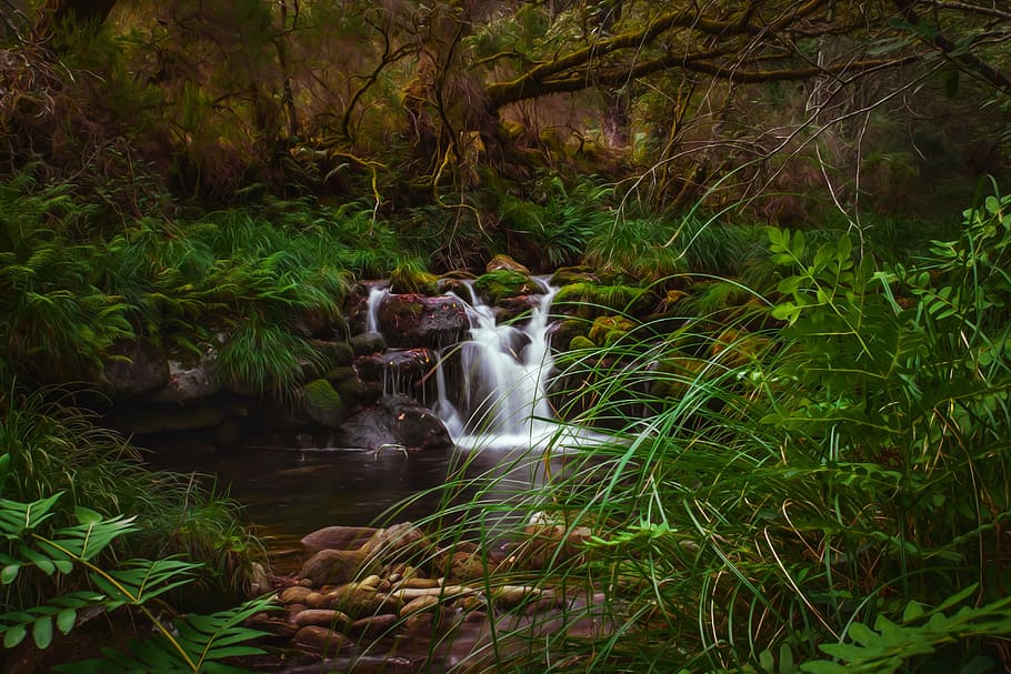 vandfald, omgivet, grøn, bladede, planter, natur, træ, blad, mos, farvande, flod, bregne, plante, græs, vand, bevægelse, vækst, Skov, grøn farve, lang eksponering, skønhed i naturen, jord, sløret bevægelse, flydende vand, ingen mennesker, scenics - natur, dag, udendørs, ro, flyder, regnskov, 4K