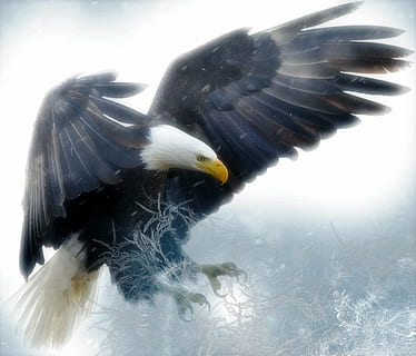 poc profund, focalitzar la fotografia, calb, àguila, àguila calba, ocell, depredador, raptor, vida salvatge, naturalesa, americà, símbol, presa, àguila volant, plomes, caçador, majestuós, processament digital, art digital, il·lustració digital, part del cos dels animals, fauna animal, un animal, animals a la natura, hivern, temes d'animals, ales separades, cap gent, animal, vertebrats, rapinyaire, volant, dia, àguila - ocell, primer pla, a l'aire lliure, bec, cap d’animals, 2K, CC0, domini públic, lliure de regalies