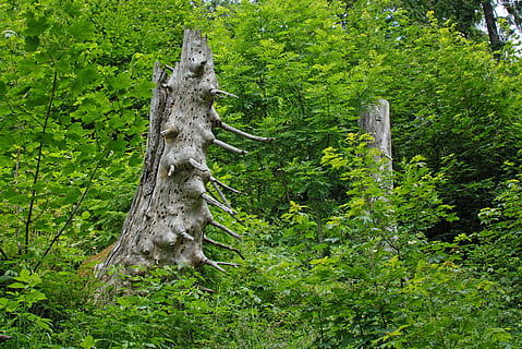 copac vechi, îmbinare, copac, arbore copac, spart, trunchi de copac, mort copac, natură, lemn, vechi, mort, descompunere, Strunk, pădure, frunze, în aer liber, Culoarea verde, plantă, creştere, trompă, teren, frumusețe în natură, liniște, nici o persoana, zi, parte a plantelor, frunziş, luxuriant frunziș, vedere unghiulară joasă, scenă non-urbană, o scenă liniștită, latra, 4K, CC0, domeniu public, fără drepturi de autor