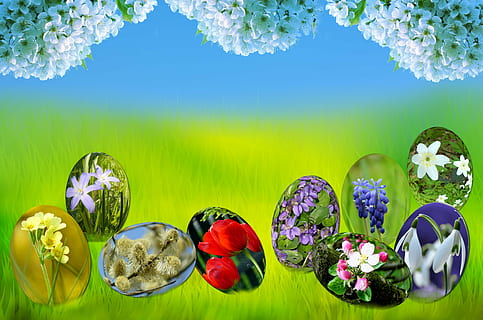 varietà di fiori, Pasqua, uova, primavera, sole, erba, verde, natura, blu, luce, primula, tulipano, viola, muscari, bucaneve, anemone, salice, bocciolo di mela, fioritura, frusta, fiori, fogliame, prato, fiori di ciliegio, sfondi, estate, fiore, freschezza, stagione, pianta fiorita, pianta, bellezza nella natura, nessuno, colore verde, acqua, multicolore, colore vibrante, composizione floreale, parte vegetale, foglia, all'aperto, trasparente, testa di fiore, mazzo, luminosa, 4K, CC0, dominio pubblico, privo di copyright