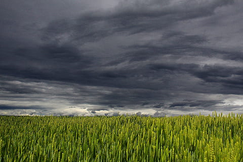 grøn, hvedemarker, cumulus nimbus skyer, skyer, sommer, storm, skyer form, mørke skyer, tordenvejr, sommer skyer, Mark, sky - himmel, himmel, landskab, landbrug, grøn farve, miljø, jord, vækst, plante, landlige scene, afgrøde, korn plante, natur, ingen mennesker, skønhed i naturen, storm sky, scenics - natur, udendørs, ildevarslende, skybrud, regn, 2K, CC0, offentligt domæne, royaltyfrie