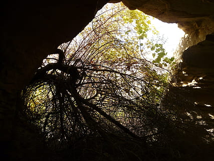 caverna, gruta, leve, inferno, Sombrio, abertura, perspectiva, um animal, ninguém, animais em estado selvagem, animais selvagens, temas animais, fundo preto, árvore, plantar, natureza, visão de baixo ângulo, crescimento, terra, ramo, tranquilidade, floresta, beleza na natureza, ao ar livre, dia, céu, luz solar, tronco de árvore, tronco, Rocha, rock - objeto, 2K, CC0, domínio público, royalty free