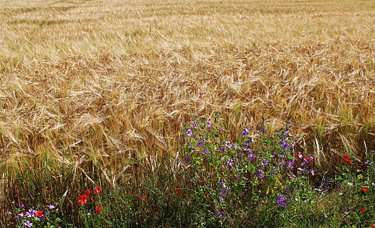 fält, vete, vetefält, spannmål, epi, lantbruk, kulturer, fleurs des champs, frankrike, landskap, sommar, Ax, natur, landsbygden scen, bruka, tillväxt, växt, beskära, gul, spannmål växt, utomhus, blomma, blommande växt, skönhet i naturen, landa, friskhet, dag, inget folk, bräcklighet, lugn, miljö, gräs, sårbarhet, lugn plats, lila, springtime, rabatt, trädgårdsarbete, 5K, CC0, offentligt domän, royaltyfria