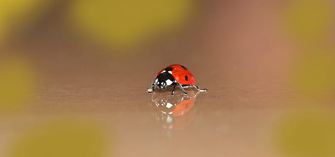 vermelho, joaninha de sete pintas, fotografia de foco seletivo, joaninha, pequeno, besouro, pontos, amuleto da sorte, muito pequeno, inseto, natureza, fechar-se, macro, visto, verão, reflexão, animal, um animal, invertebrado, animais selvagens, temas animais, agua, ninguém, solta, foco seletivo, animais em estado selvagem, molhado, meio Ambiente, orvalho, chuva, pureza, 2K, CC0, domínio público, royalty free