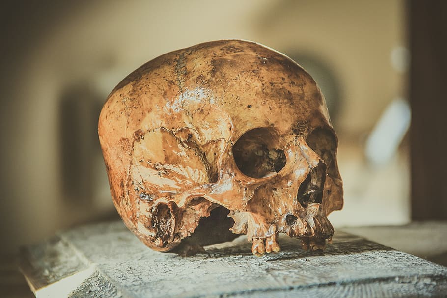 braun, Mensch, Schädel, hölzern, panel, Kopf, Knochen, Symbol, Tod, Halloween, tot, Grusel, Achtung, gotisch, dunkel, Anatomie, Angst, unheimlich, alt, Geist, Zähne, Mund, Halloween-Symbole, Leiche, menschliches Skelett, menschlicher Schädel, die Vergangenheit, Geschichte, Nahansicht, menschliches Körperteil, Körperteil, drinnen, Skelett, Stillleben, uralt, Fokus auf den Vordergrund, gruslig, menschlicher Knochen, selektiver Fokus, Archäologie, menschliches Gesicht, 5K