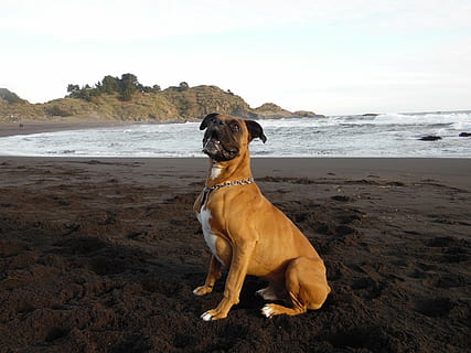 perro, Boxer, playa, canino, mascotas, nacional, mar, agua, animales domesticos, tierra, mamífero, un animal, temas de animales, animal, vertebrado, cielo, sentado, naturaleza, arena, horizonte sobre el agua, nadie, 4K, CC0, dominio público, libre de derechos