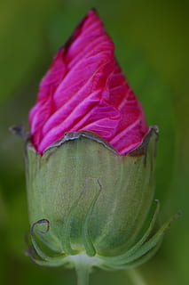 soft is, abstrakt, natur, anlegg, nærbilde, blomst, friskhet, skjønnhet i naturen, vekst, blomstrende plante, grønn farge, ingen folk, fokusere på forgrunnen, petal, sårbarhet, skjørhet, inflorescence, rosa farge, dag, blomsterhodet, blad, plante del, utendørs, lilla, sepal, 5K, CC0, offentlig domene, opphavsrett gratis