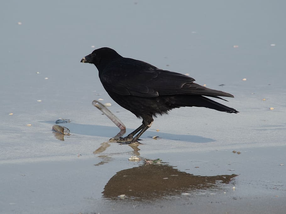 Corb, menjar, shell, platja, mar, ocell, negre, naturalesa, animal, temes d'animals, aigua, un animal, fauna animal, vertebrats, animals a la natura, reflexió, color negre, dia, humit, longitud completa, cap gent, a l'aire lliure, sorra, posat, contemplació, 4K