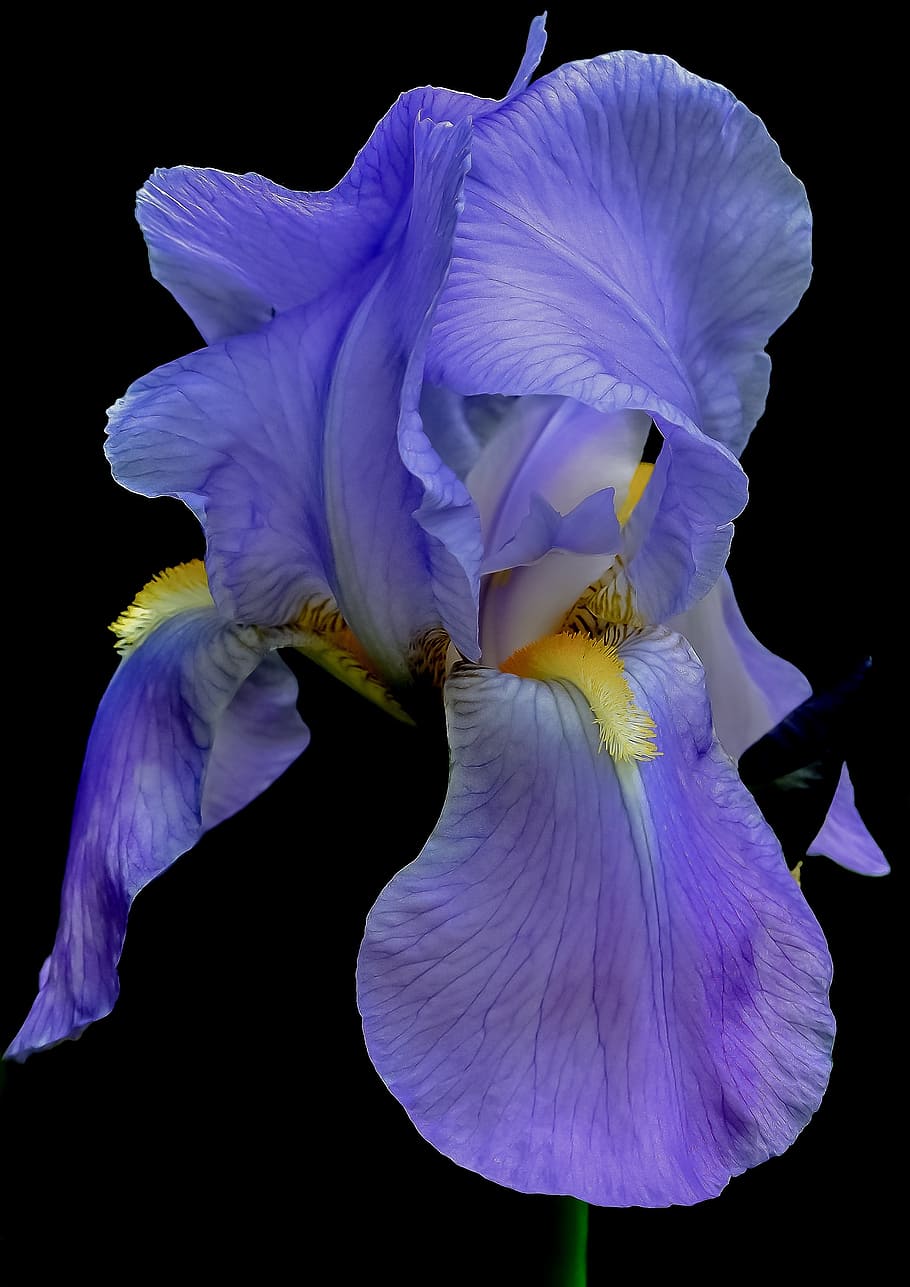 tæt på, Foto, lilla, petaled blomst, iris, blomst, blå, sommer, blomster, plante, kronblad, naturlig, natur, sort baggrund, enkeltblomst, blomsterhoved, skønhed i naturen, orkidé, makro, blomstrende plante, sårbarhed, skrøbelighed, friskhed, blomsterstand, vækst, studio skud, ingen mennesker, pollen, iris - plante, 2K