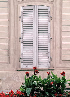 edifici, finestra, vell, obturador, flors, viena, Austràlia, flor, arquitectura, material de fusta, porta, exterior de l'edifici, planta amb flors, planta, estructura construïda, dia, tancat, creixement, cap gent, entrada, naturalesa, frescor, a l'aire lliure, vulnerabilitat, part de la planta, ferro, test de flor, 2K, CC0, domini públic, lliure de regalies