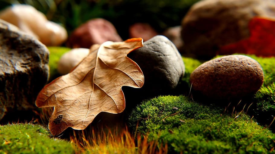 saludable, naturalesa, estiu, sec, color, medi ambient, caure, jardí, herba, verd, full, fulles, macro, fulla d'auró, molsa, nou, a l'aire lliure, parc, roques, natura morta, pedres, planta, bolets, primer pla, menjar, fong, part de la planta, enfocament selectiu, vegetals, menjar i beguda, cap gent, tardor, creixement, bolets comestibles, bosc, frescor, canvi, toadstool, 1080P