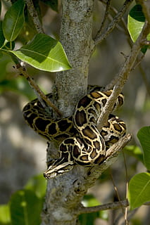 burmese python, slange, træ, oprullet, dyreliv, everglades, florida, USA, krybdyr, natur, leder, afdeling, skalaer, camouflage, portræt, dyr i naturen, dyre temaer, dyr, et dyr, plante del, plante, blad, fokus på forgrunden, ingen mennesker, tæt på, dag, hvirveldyr, udendørs, vækst, træstamme, 1080P, CC0, offentligt domæne, royaltyfrie