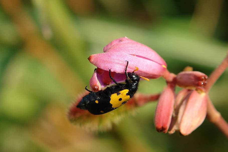 error, insecte, flor, menjar, naturalesa, Vespa, guepe, negre i groc, picada, invertebrat, temes d'animals, fauna animal, animal, animals a la natura, bellesa a la natura, planta amb flors, primer pla, un animal, planta, creixement, fragilitat, pètal, vulnerabilitat, frescor, cap de flor, centrar-se en primer pla, enfocament selectiu, cap gent, color rosa, polinització, ala dels animals, a l'aire lliure, pol·len, papallona - insecte, 2K