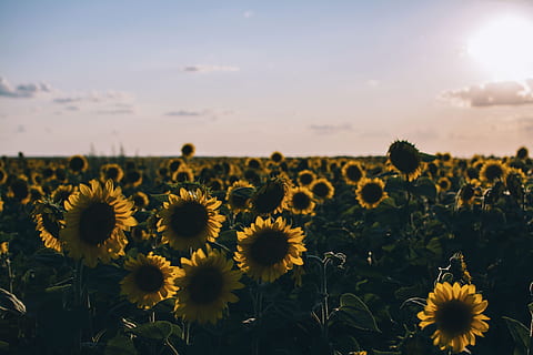 Blume, Gelb, Blütenblatt, blühen, Garten, Pflanze, Natur, Herbst, fallen, Sonnenblume, Wolken, blühende Pflanze, Frische, Wachstum, Schönheit in der Natur, Land, Feld, Blütenkopf, Zerbrechlichkeit, Himmel, Verletzlichkeit, Landwirtschaft, Landschaft, ländliche Szene, Umgebung, keine Leute, draußen, Pollen, Frühling, Blumenbeet, 5K, CC0, gemeinfrei, lizenzfrei