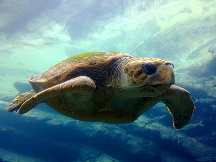Schildkröte, Meerblau, Ozean, Blau, Meer, unter wasser, Tier, Natur, Tierwelt, grüne Schildkröte, Reptil, Meeresschildkröte, gefährdete Spezies, schwimmendes Tier, Riff, Wasser, Leben im Meer, ein Tier, Tierthemen, Tiere in freier Wildbahn, Schwimmen, Wirbeltier, Marine, unterseeisch, keine Leute, Nahansicht, Tierkopf, türkisfarben, 2K, CC0, gemeinfrei, lizenzfrei