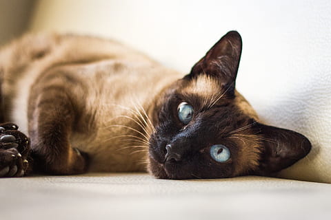 fermecător, pisică, animale de companie, animale, mamifer, un animal, animal, animale tematice, intern, pisica domestica, animale domestice, felin, relaxare, culcat, în interior, nici o persoana, a închide, partea corpului animalului, mustăţi, odihnă, mobila, in cautarea, ochi de animale, cap de animal, 4K, CC0, domeniu public, fără drepturi de autor