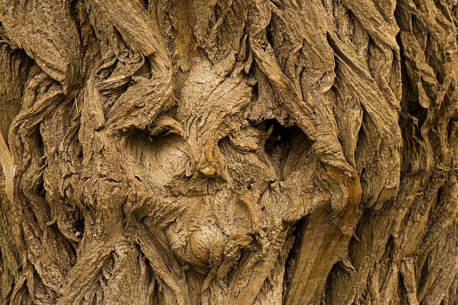 sense títol, arbre, cara, cara d’arbre, fons, fons d’escriptori, registre, naturalesa, vell, fusta, esperit, esperit d’arbre, esperit forestal, escorça d'arbre, fash, ulls, divertit, escorça, monstre, bosc, esperits forestals, cara d’arrel, místic, boig, retrat, paisatge, estructura, estrany, veure, surrealista, horripilant, resistent, cap, obra d'art, home, dona, art, primer pla, cap gent, dia, a l'aire lliure, temes d'animals, marc complet, textura, tronc de l'arbre, marró, tronc, planta, escorça de la planta, aspre, patró, material de fusta, patró natural, part de la planta, condició natural, 2K